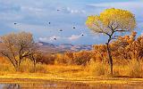 Bosque del Apache_73078